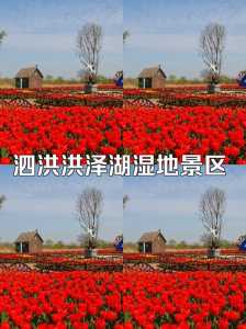 洪泽湖湿地公园?洪泽湖湿地公园在哪个城市? 第1张 洪泽湖湿地公园?洪泽湖湿地公园在哪个城市? 第1张