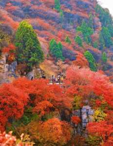 北京香山红叶什么时候看最合适,北京香山红叶最佳观赏时间是几月份? 第2张 北京香山红叶什么时候看最合适,北京香山红叶最佳观赏时间是几月份? 第2张