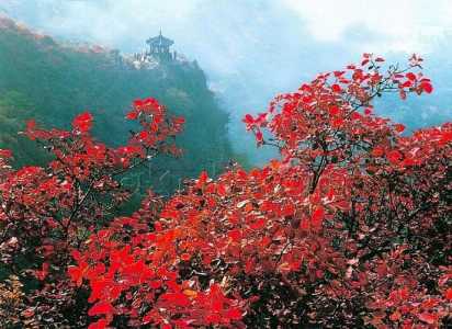 北京香山红叶什么时候看最合适,北京香山红叶最佳观赏时间是几月份? 第4张 北京香山红叶什么时候看最合适,北京香山红叶最佳观赏时间是几月份? 第4张