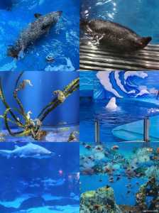 成都海昌极地海洋公园官方网站，成都海昌极地海洋公园怎么样?？  第4张