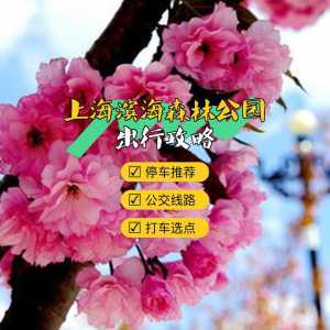 上海滨海森林公园好玩吗,上海滨海森林公园好玩吗多少钱? 第4张 上海滨海森林公园好玩吗,上海滨海森林公园好玩吗多少钱? 第4张