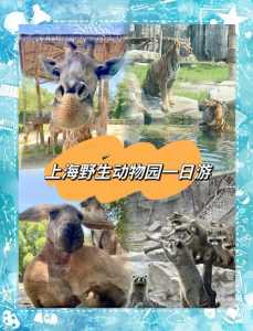 上海野生动物园门票多少一张,上海野生动物园票价多少元? 第6张 上海野生动物园门票多少一张,上海野生动物园票价多少元? 第6张