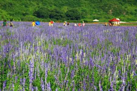 北京薰衣草庄园,北京薰衣草庄园在哪里丰台区 第2张 北京薰衣草庄园,北京薰衣草庄园在哪里丰台区 第2张