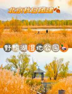 野鸭湖湿地公园攻略?野鸭湖湿地公园营业时间? 第3张 野鸭湖湿地公园攻略?野鸭湖湿地公园营业时间? 第3张