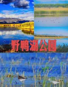 野鸭湖湿地公园攻略?野鸭湖湿地公园营业时间? 第5张 野鸭湖湿地公园攻略?野鸭湖湿地公园营业时间? 第5张