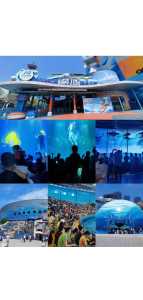 青岛海昌极地海洋公园攻略,青岛海昌极地海洋公园游记? 第4张 青岛海昌极地海洋公园攻略,青岛海昌极地海洋公园游记? 第4张