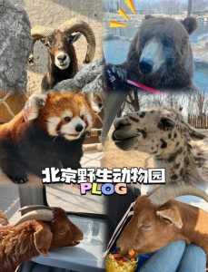 北京野生动物园门票多少一张,北京野生动物园门票标准? 第1张 北京野生动物园门票多少一张,北京野生动物园门票标准? 第1张