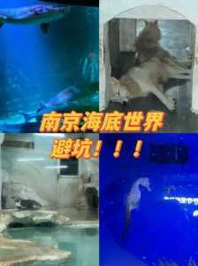 南京海底世界表演时间,南京海底世界表演时间表最新 第2张 南京海底世界表演时间,南京海底世界表演时间表最新 第2张