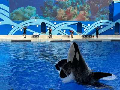 上海海昌海洋公园好玩吗？上海海昌海洋公园游玩记？  第2张