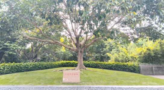深圳莲花山公园,深圳莲花山公园要门票吗? 第4张 深圳莲花山公园,深圳莲花山公园要门票吗? 第4张