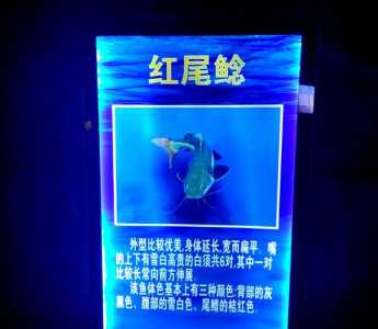 天津海底世界门票多少钱一张,天津海底世界门票多少钱一张2019年 第3张 天津海底世界门票多少钱一张,天津海底世界门票多少钱一张2019年 第3张