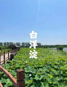 白洋淀景区开放时间?白洋淀景区对外开放了吗? 第2张 白洋淀景区开放时间?白洋淀景区对外开放了吗? 第2张