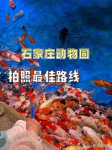 石家庄动物园一日游攻略,石家庄动物园游玩攻略? 第1张 石家庄动物园一日游攻略,石家庄动物园游玩攻略? 第1张