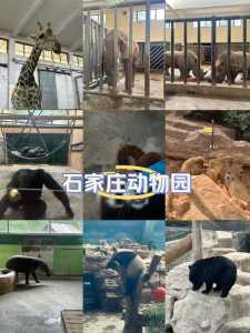 石家庄动物园一日游攻略,石家庄动物园游玩攻略? 第3张 石家庄动物园一日游攻略,石家庄动物园游玩攻略? 第3张