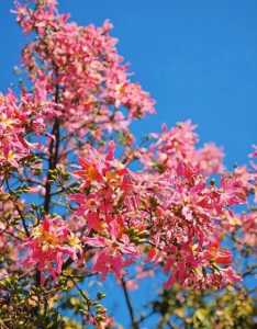 菊花岛在哪个城市？菊花岛景区？  第3张